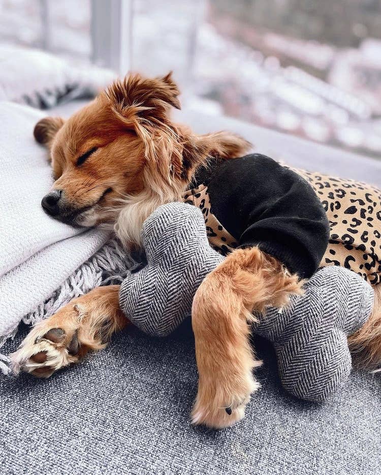 Pets