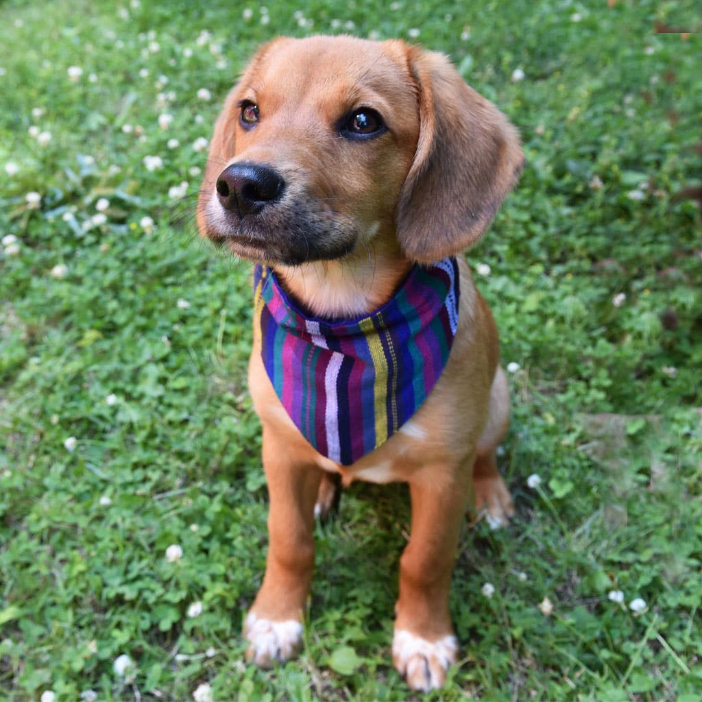 Hand Woven Over the Collar Dog Bandana