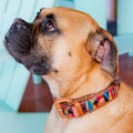 Dog Collar